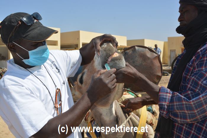 Esel in Mauretanien Nov2018