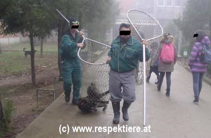 Hundefaenger in Serbien