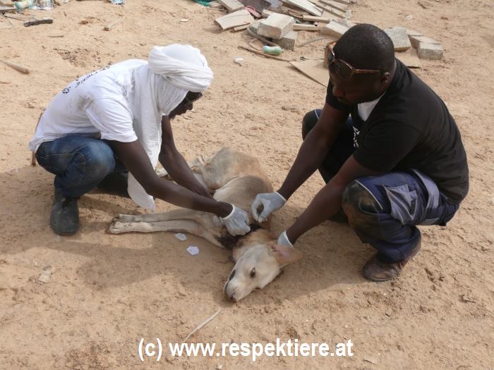 Hunderettung Mauretanien