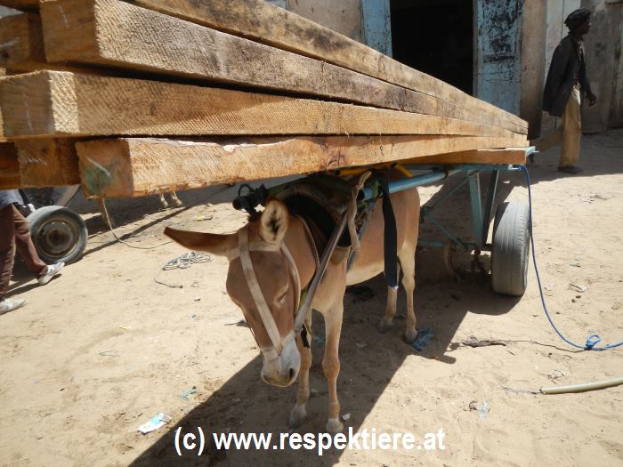 Esel in Mauretanien mit schwerer Last
