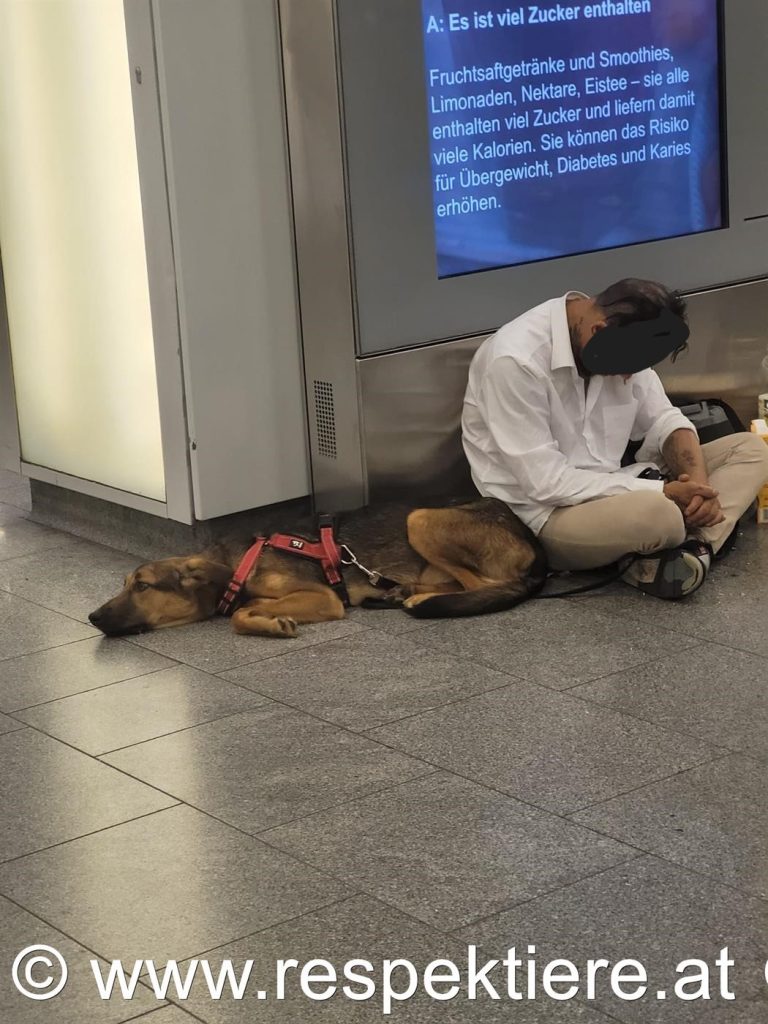 Bettler mit Hund in Wien