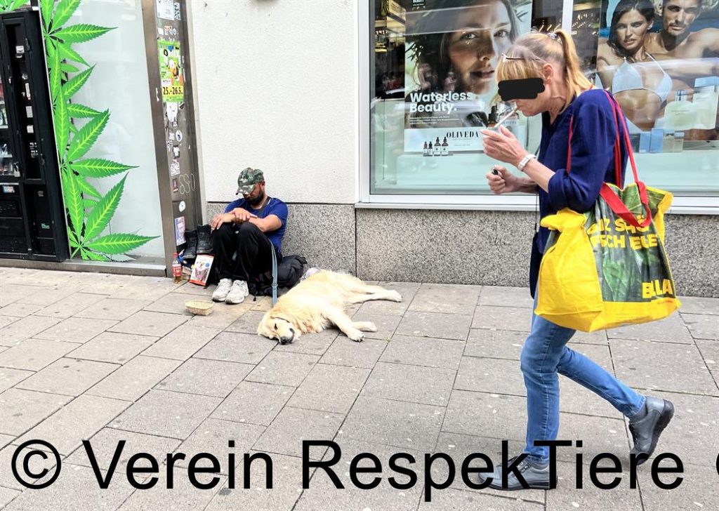 Bettelhunde in Wien