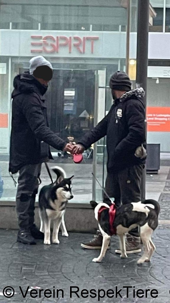 Bettelhunde in Wien