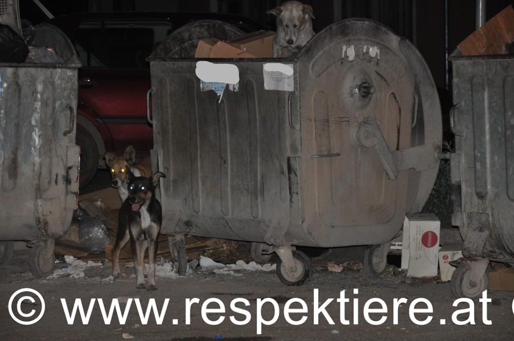 Straßenhunde in Mülltonne