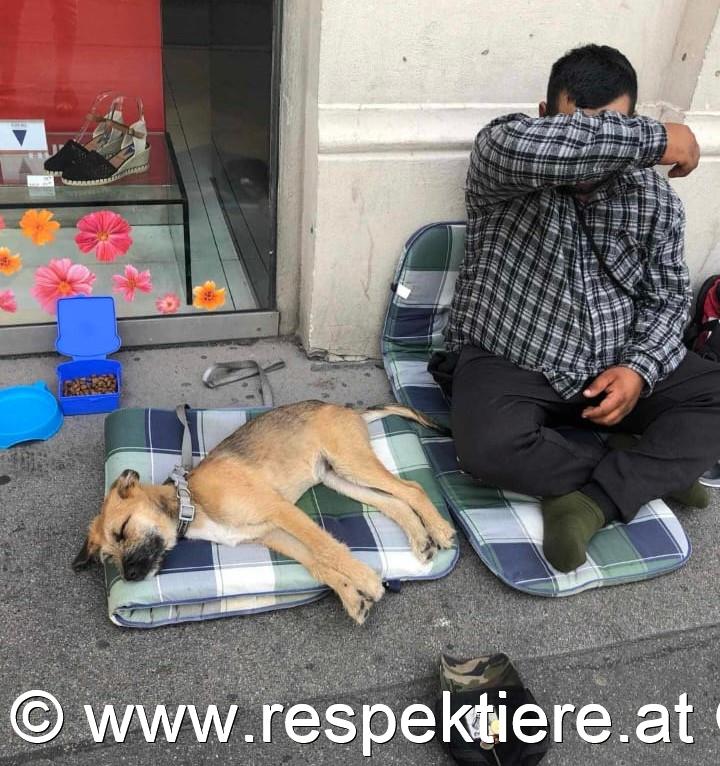 Bettler mit Hunden in Wien 6