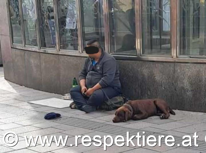 Bettler mit Hunden in Wien 9