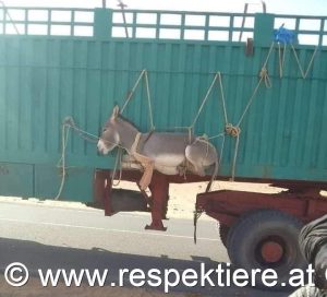 Ein Esel zum Transportieren an der Außenwand eines Anhängers gefesselt