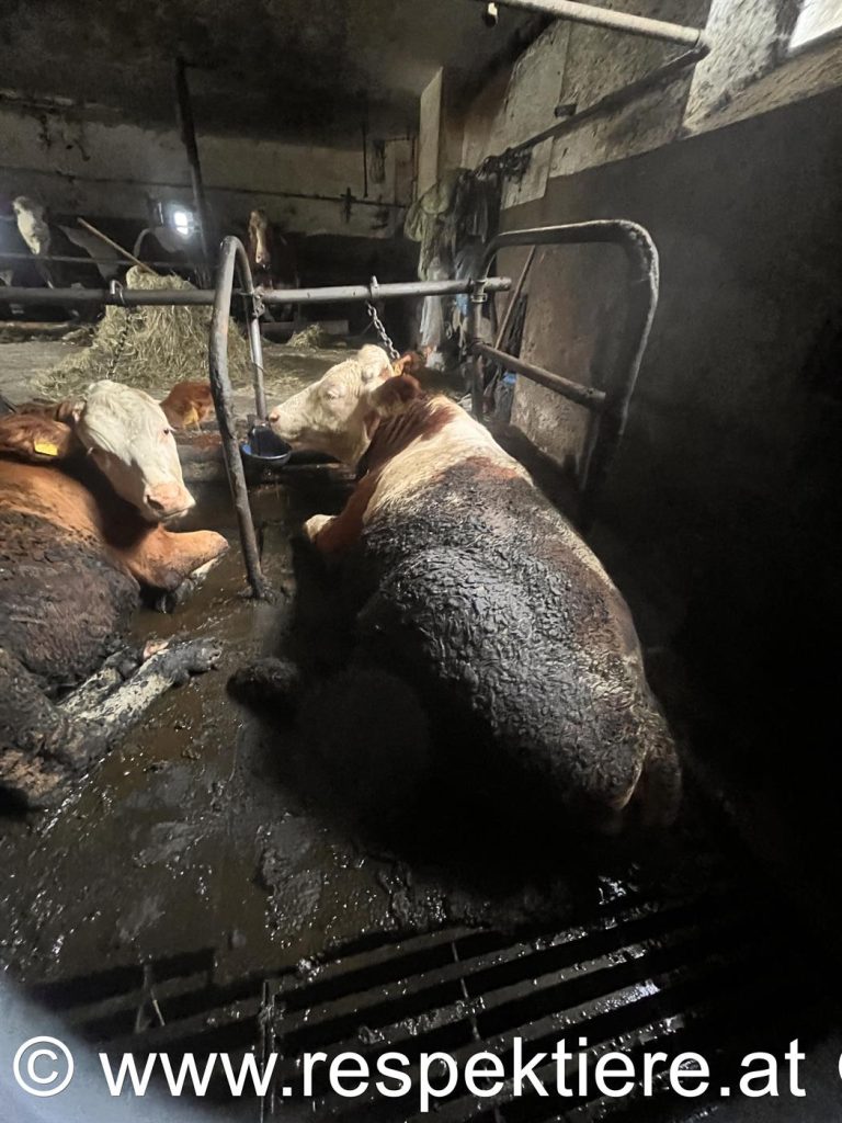 Kühe liegen angekettet im dreckigen Stall