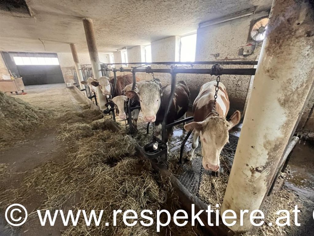 Kühe an der Kette im Salzburger Stall
