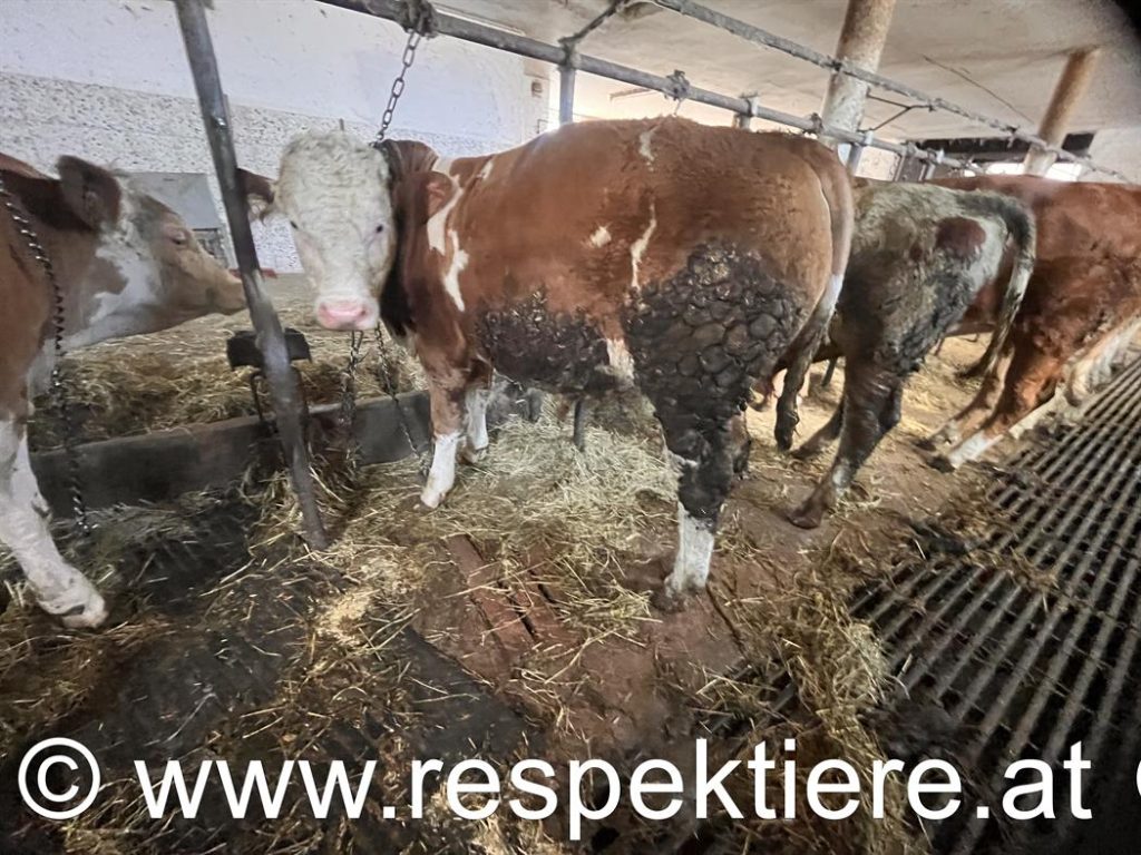 Kühe an der Kette im Salzburger Stall