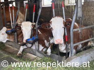 Kühe in Anbindehaltung im Salzburger Stall