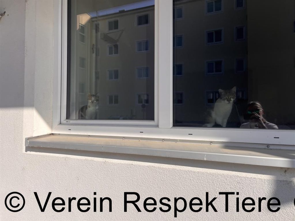 Katzen sitzen vor dem geschlossenen Fenster