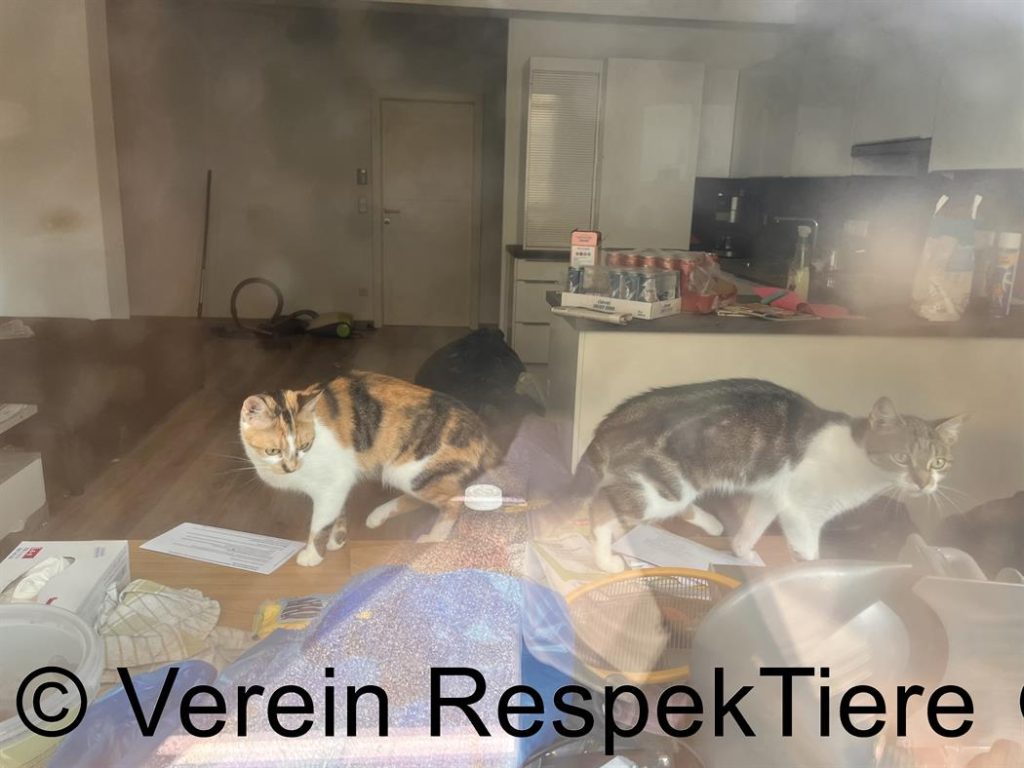 Katzen in der zugemüllten Wohnung