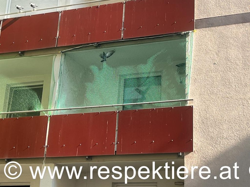 Tauben gefangen auf einem Balkon hinter einem Netz