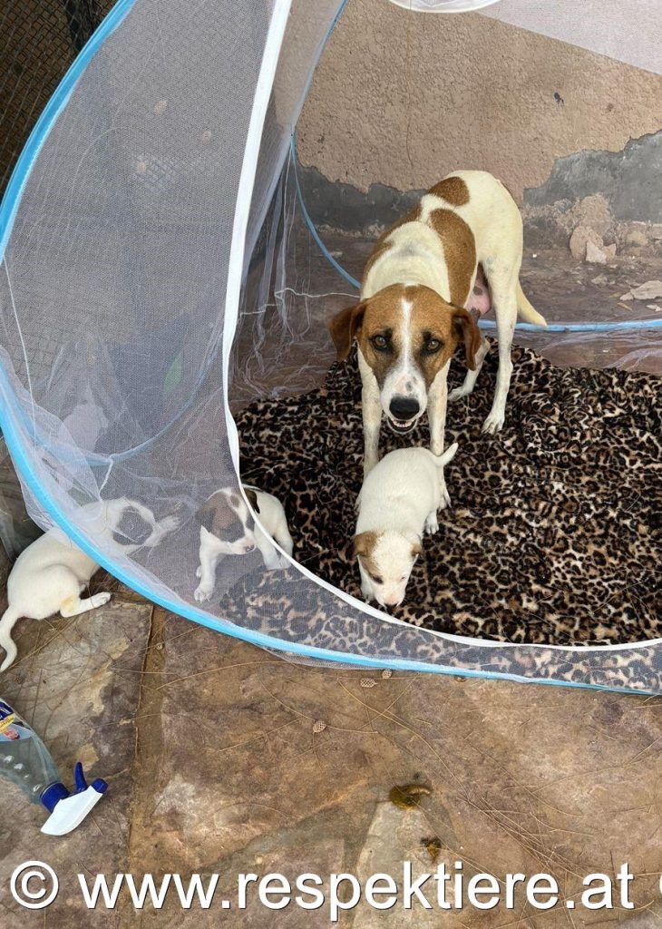 Hundefamilie Nouakchott 1