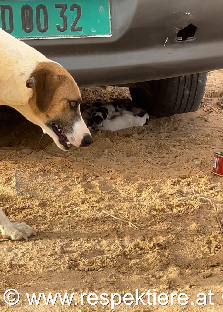 Hundefamilie in Nouakchott