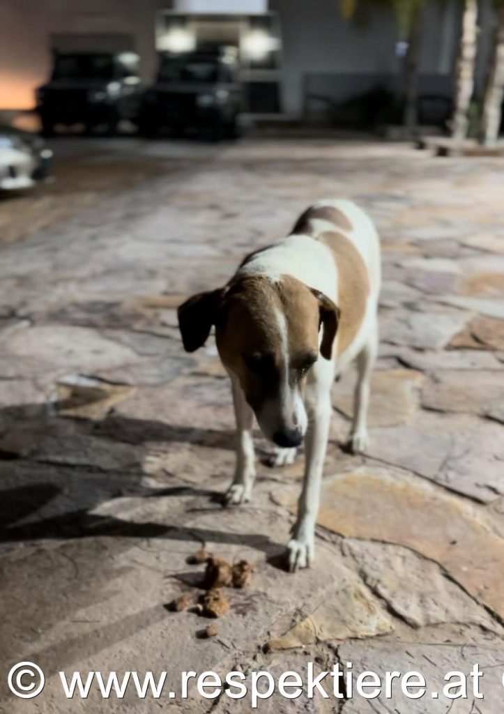 Hundefamilie in Nouakchott