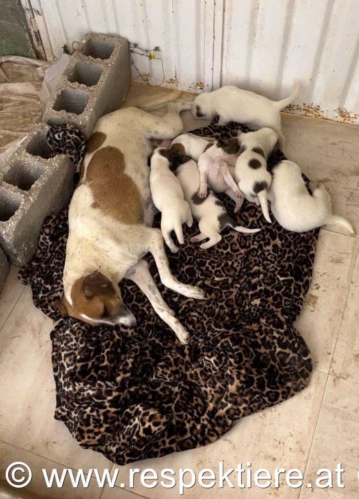 Hundefamilie in Nouakchott