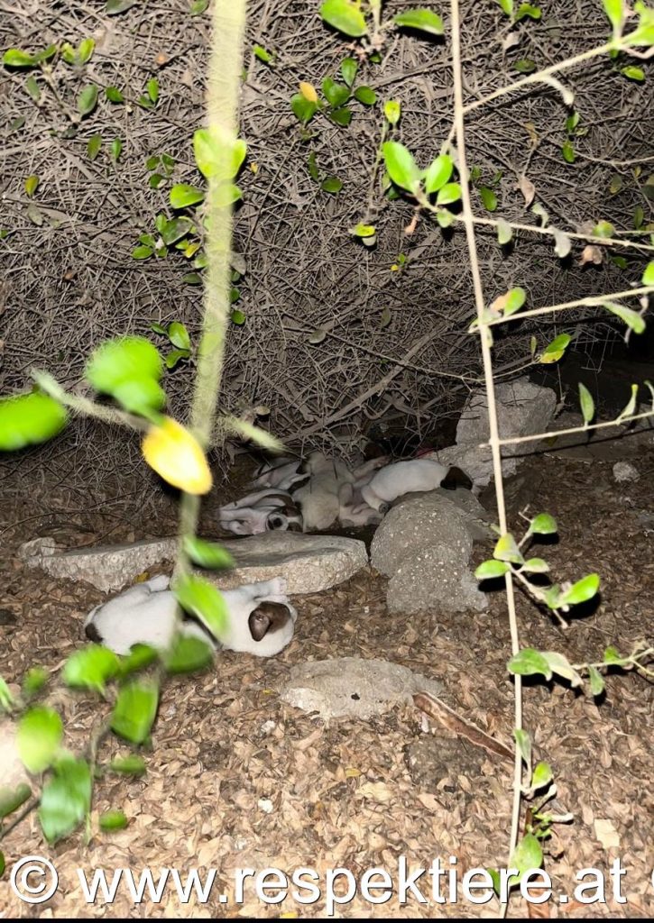 Hundefamilie in Nouakchott