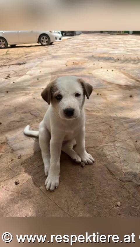 Hundefamilie Nouakchott 4