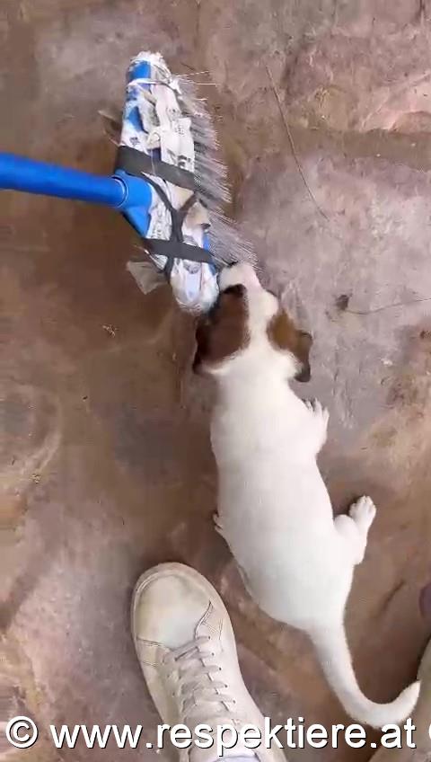 Hundefamilie in Nouakchott