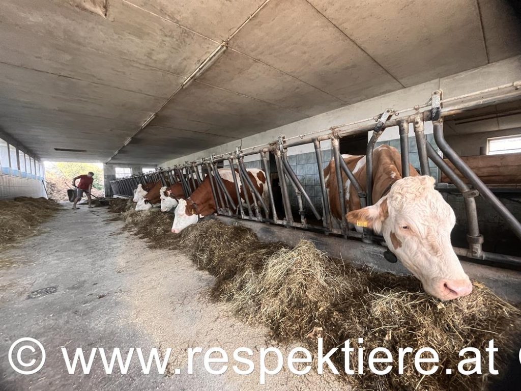 Stallbesuch beim Kuhbauern 11