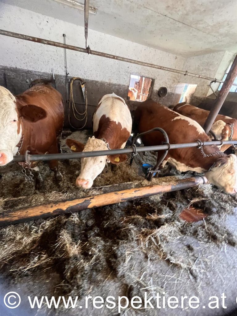 Stallbesuch beim Kuhbauern 17