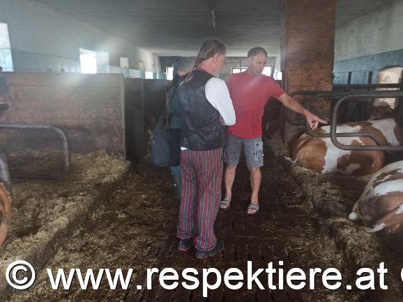 Stallbesuch beim Kuhbauern 4