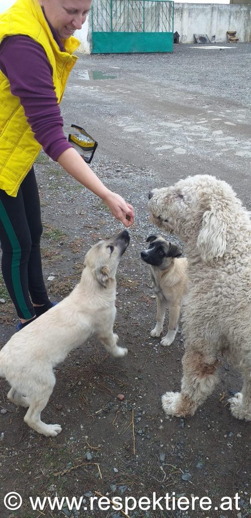 Hunde bei Dimitri in Rumaenien 13